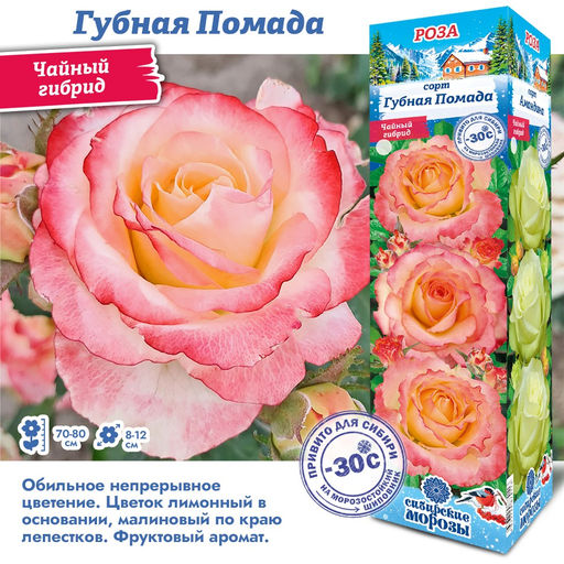 Роза Губная помада (Чайно-гибридная) 1шт