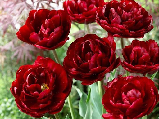 Тюльпан Antraciet (Антрацит) - Долина роз фото 3