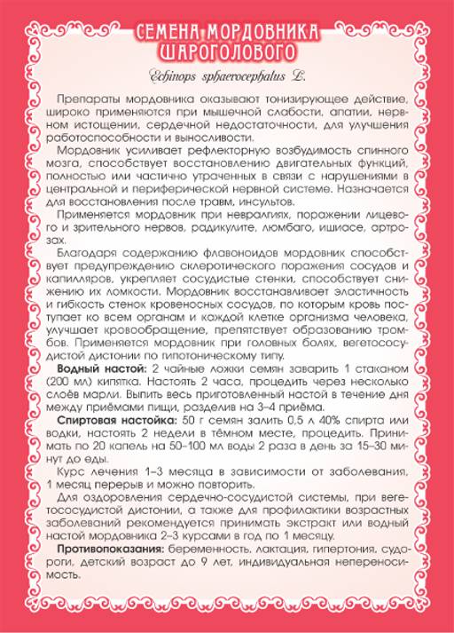 Мордовник шароголовый (семена) - Мариславна фото 4