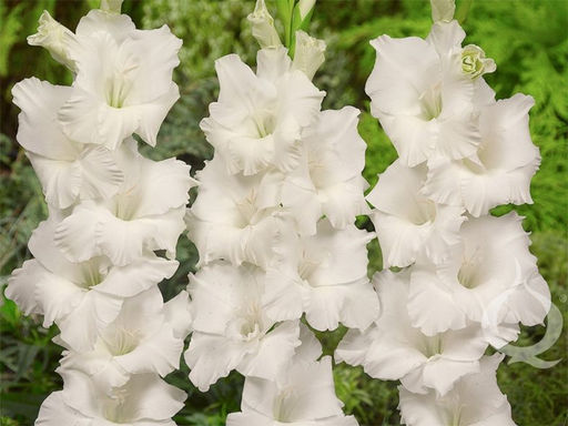 Гладиолус Murmansk (Мурманск) 5 шт - Долина роз фото 3