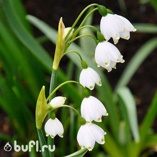 Leucojum aestivum (5 луковиц)