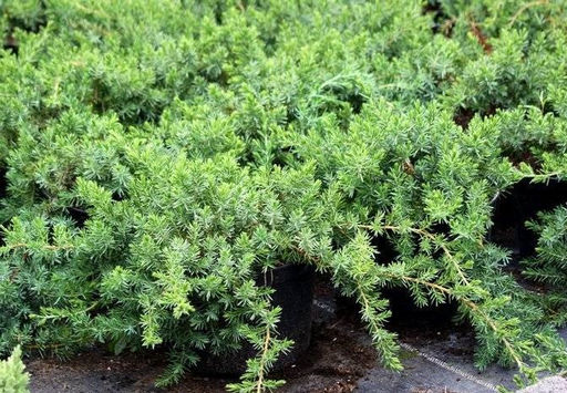 Можжевельник Блю Пацифик (3х летняя, 2-3л горшок) - 1000корней фото 3