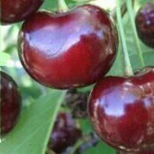 Вишня Уральская черешенка обыкновенная (саженец с этикеткой) 1шт