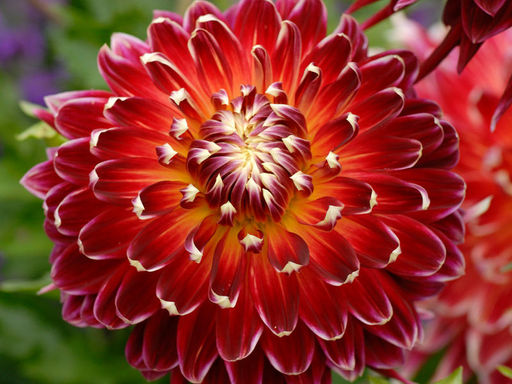 ГЕОРГИНА Акита Разбор I Кол-во упак., шт 1