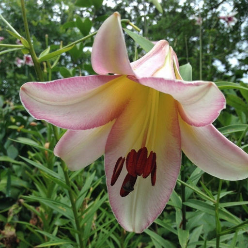 ЛИЛИЯ Бейджинг Мун Разбор 12/14 Кол-во упак., шт 5