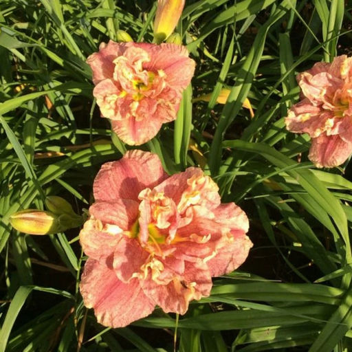 Лилейник Кендлайт Диннер - Долина роз фото 3