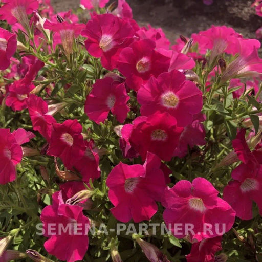 Петуния Ма Шери Сара полуампельная розовая - Партнер фото 4