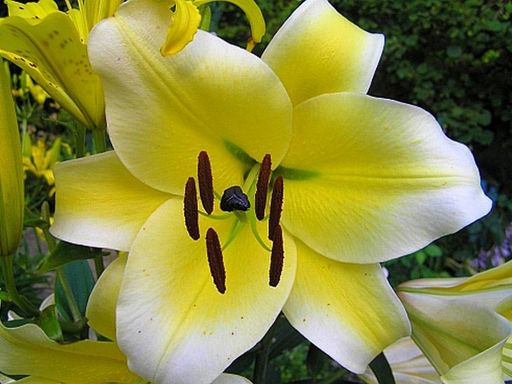 ЛИЛИЯ Конка Дор Разбор 12/14 Кол-во упак., шт 5