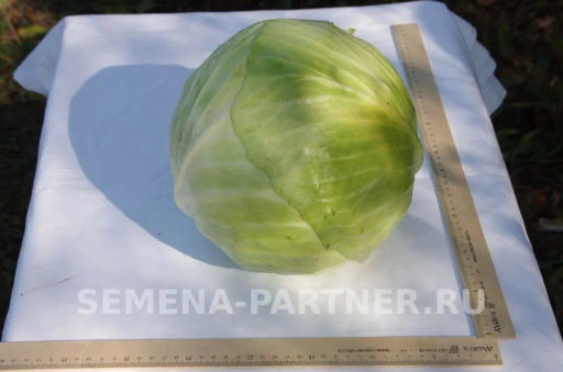 Капуста белокочанная позднеспелая Колобок - Партнер фото 2