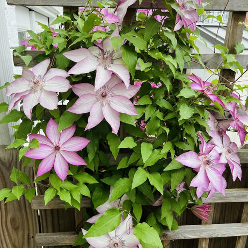 Клематис Omoshiro (Омоширо) - Долина роз фото 4