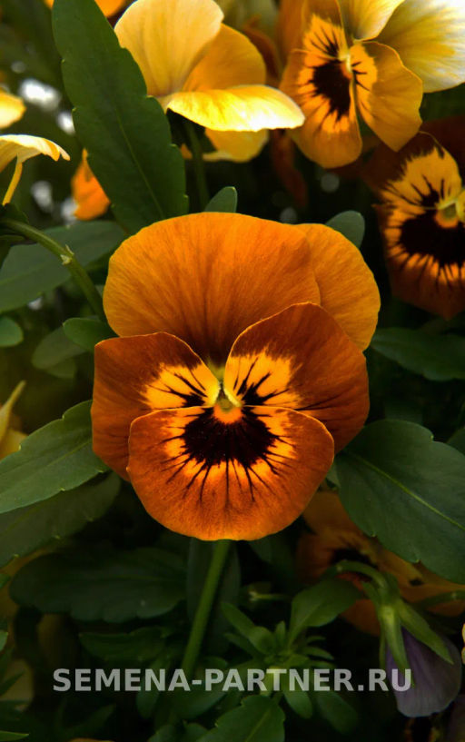 Виола Соблазн Грильяж - Партнер фото 3