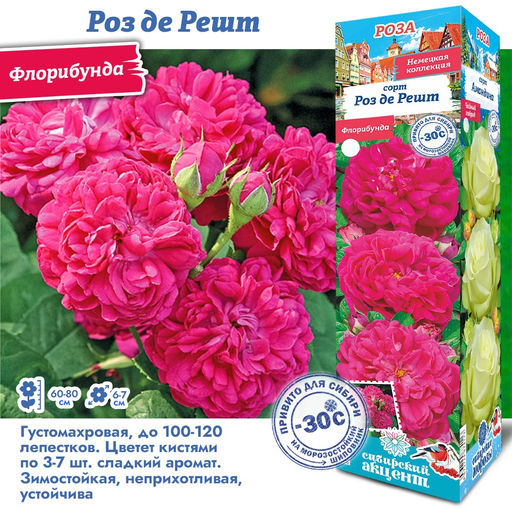 Роза Роз де Решт (Флорибунда) 1шт