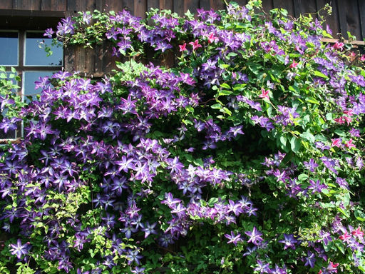 Клематис Веноза Виолацея - Долина роз фото 2