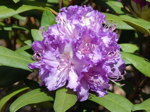 Рододендрон Альфред - Долина роз фото 5