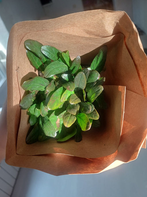 Живучка ползучая Чоклейт Чипс