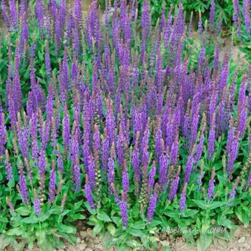 Шалфей дубравный Карадонна Компакт С1,5