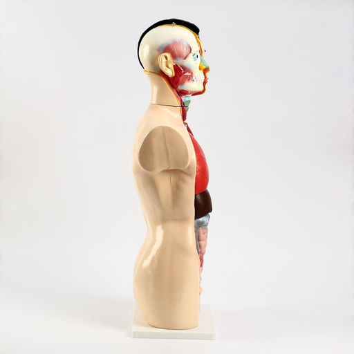 Анатомическая модель «Макет торса человека», 80 см