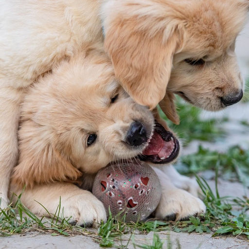 Игрушка для собак Мяч баскетбол-лапки 2 в 1, TPR+винил, 7,5 см, прозрачная/оранжевая - Пижон фото 5