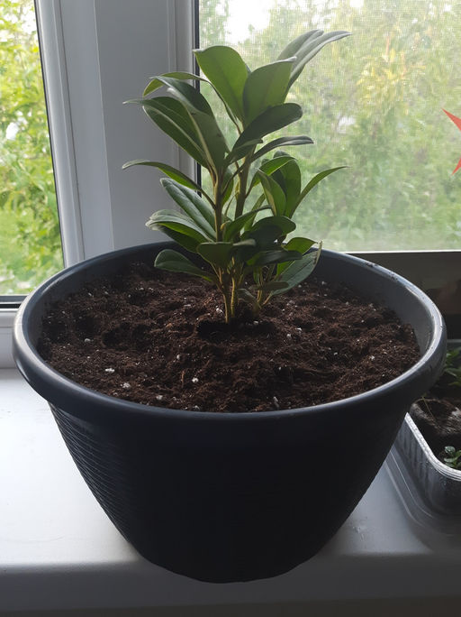 Рододендрон Катевбинский Грандифлорум