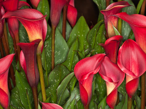 Калла Ред Чарм - Долина роз фото 4