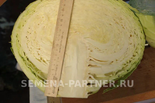 Капуста белокочанная позднеспелая Орион - Партнер фото 5