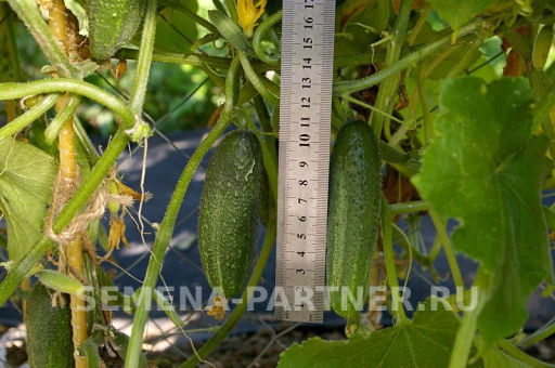 Огурец пчелоопыляемый Отело - Партнер фото 4
