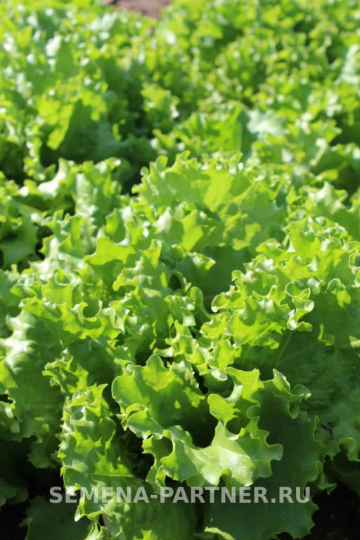 Салат листовой Геркулес - Партнер фото 3