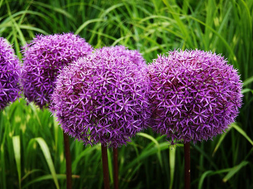 Allium Beau Regard (Лук декоративный Беау Регард) - Долина роз фото 3