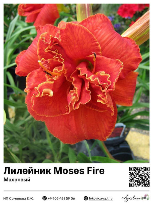 Лилейник Moses Fire (Махровый)
