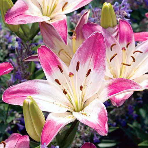 ЛИЛИЯ Лоллипоп Разбор 12/14 Кол-во упак., шт 5