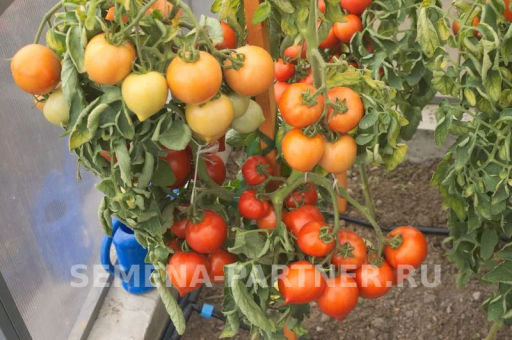 Томат Андромеда - Партнер фото 5