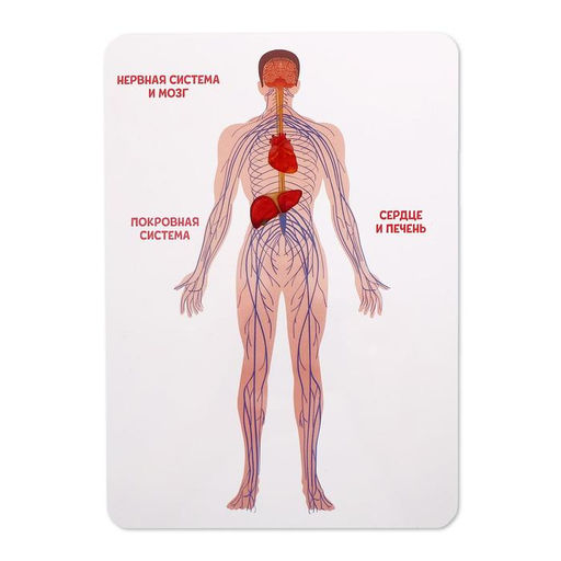 Набор для опытов Строение человека, 10 обучающих карточек - Эврики фото 3