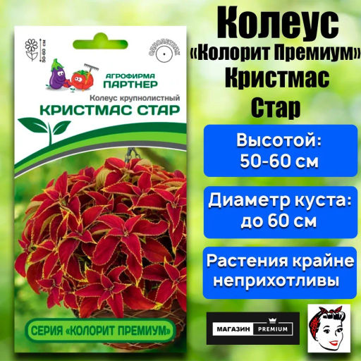 Колеус шлемниковидный крупнолистный Премиум Кристмас Стар - Партнер фото 2