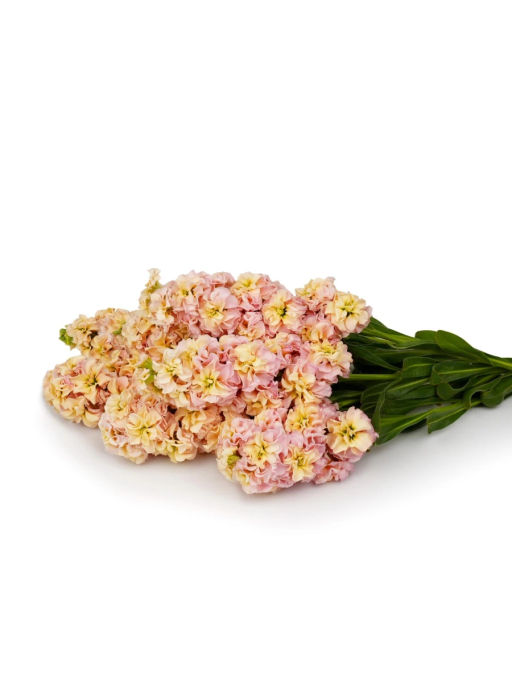 Маттиола срезочная махровая Бьютифул Парфюм Эприкот Сансет - Партнер фото 4