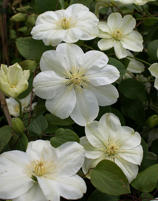 КЛЕМАТИС Мэри-Клэр Разбор I Кол-во упак., шт 2