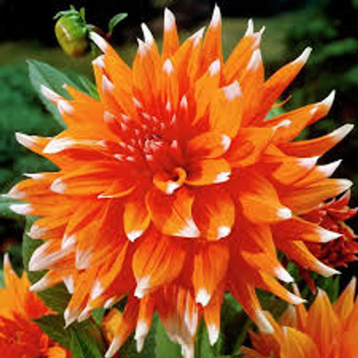 ГЕОРГИНА Колор Спектакль Разбор I Кол-во упак., шт 1