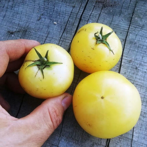Помидоры Бланш дю Квебек - Blanche du Quebec