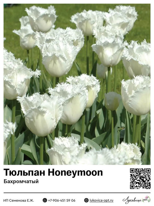 Тюльпан Honeymoon (Бахромчатый)