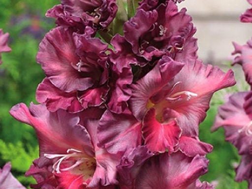 Гладиолус Rostov (Ростов) 5 шт - Долина роз фото 4