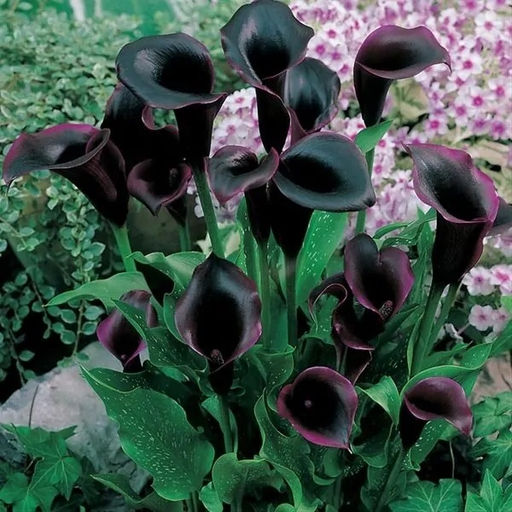 Калла Color Black - Голландские луковицы фото 2