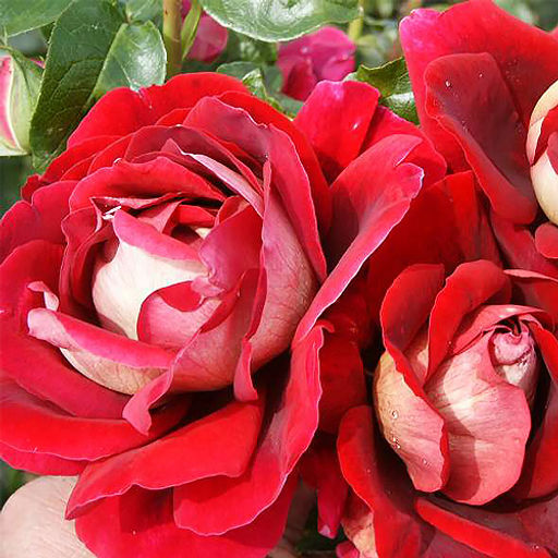 R253 КРОНЕНБУРГ