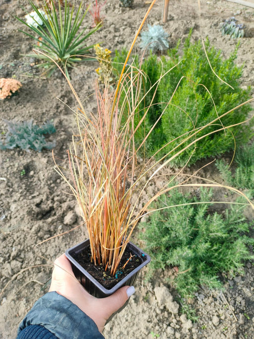 Осока Милк Чоколейт