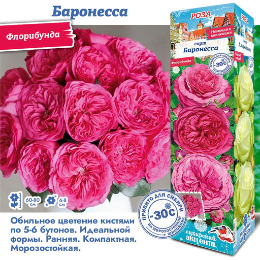 Роза Баронесса (Флорибунда) 1шт