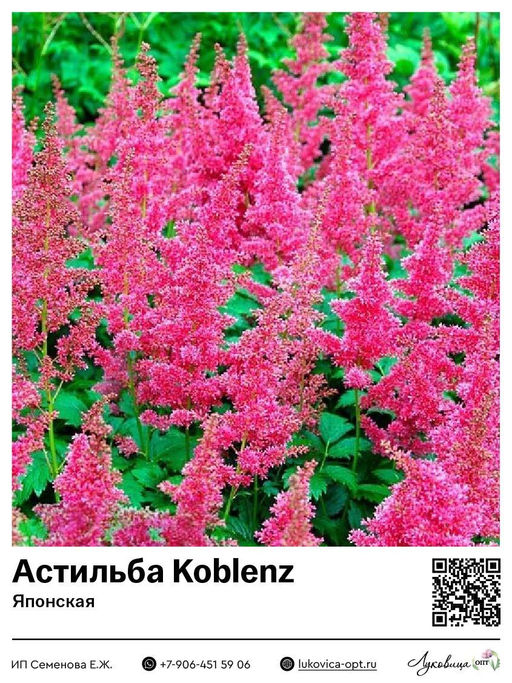 Астильба Koblenz (Японская)