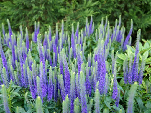 Вероника гибридная Ульстер Дварф Блю - Долина роз фото 2