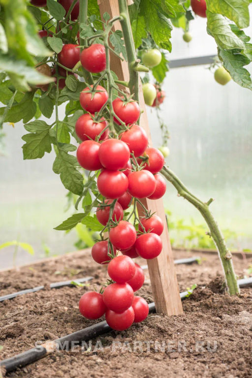 Томат Черри Литл Пинки - Партнер фото 8