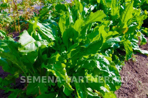 Щавель Широколистный - Партнер фото 6