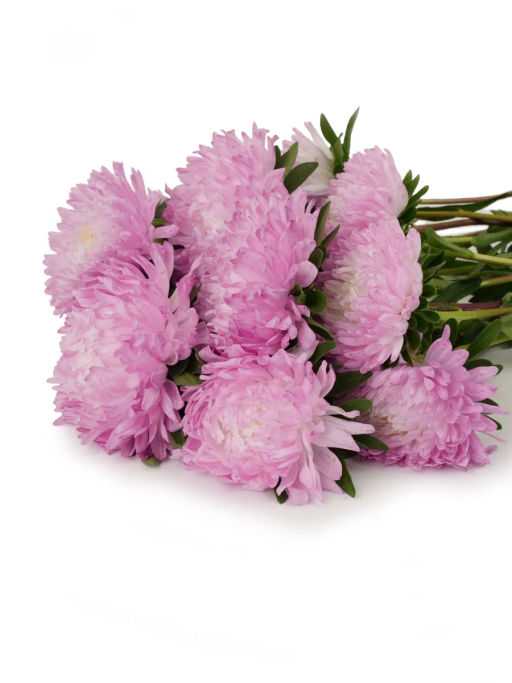 Астра китайская Первое Свидание - Партнер фото 4