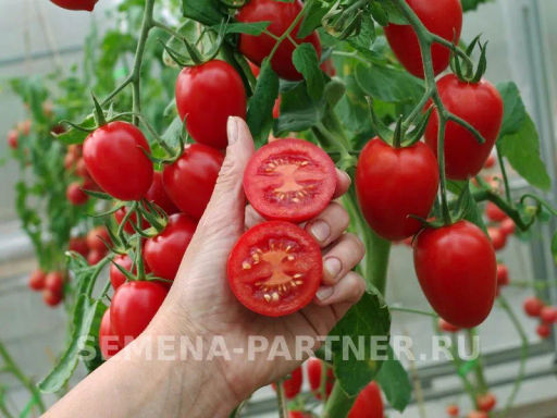Томат Джур-Джур - Партнер фото 6