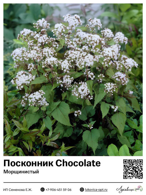 Посконник Chocolate (Морщинистый)